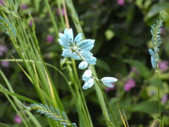 Ixia viridiflora