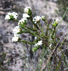 Pimelea phylicoides