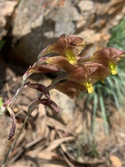 Gladiolus woodii