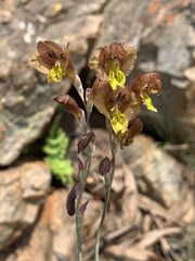 Gladiolus woodii