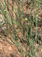 Phyllanthus incurvus