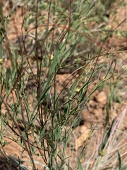 Phyllanthus incurvus