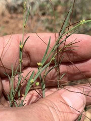 Phyllanthus incurvus