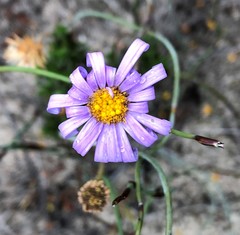 Olearia ciliata