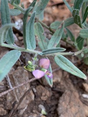 Polygala sphenoptera sphenoptera