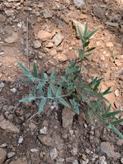Polygala sphenoptera sphenoptera