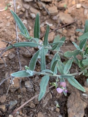 Polygala sphenoptera sphenoptera
