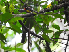 Psilopogon chrysopogon