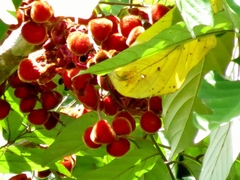 Cnesmocarpon dasyantha