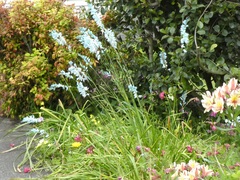 Ixia viridiflora