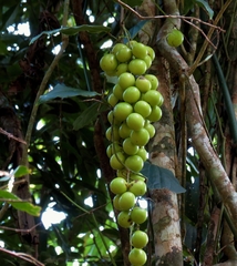 Parapachygone longifolia