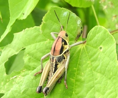 Brachystola behrensii