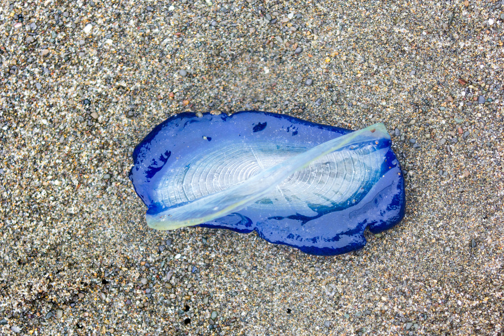 Bythewind Sailor (Jellyfish of the Cape Fear Region, NC) · iNaturalist