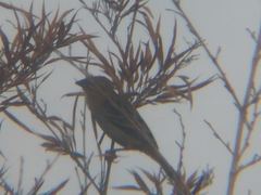 Foudia madagascariensis