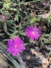 Delosperma lydenburgense