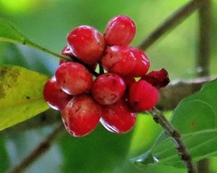 Leptecophylla oxycedrus