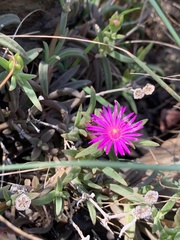Delosperma lydenburgense