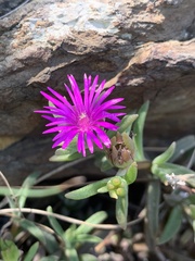 Delosperma lydenburgense