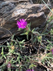 Delosperma lydenburgense