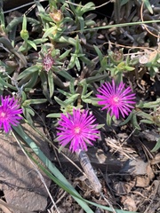 Delosperma lydenburgense