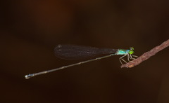 Amphicnemis gracilis