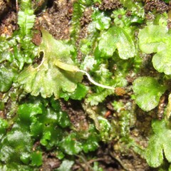 Symphyogyna hymenophyllum