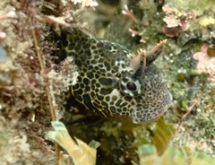 Bay Blenny photo 3