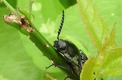 Chalcolepidius proximus