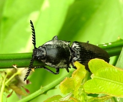 Chalcolepidius proximus