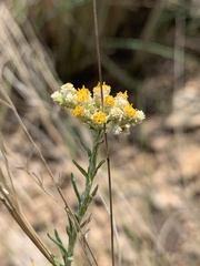 Helichrysum athrixiifolium