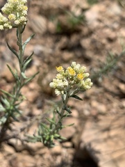 Helichrysum athrixiifolium