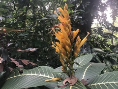 Sanchezia parvibracteata