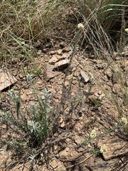 Helichrysum athrixiifolium