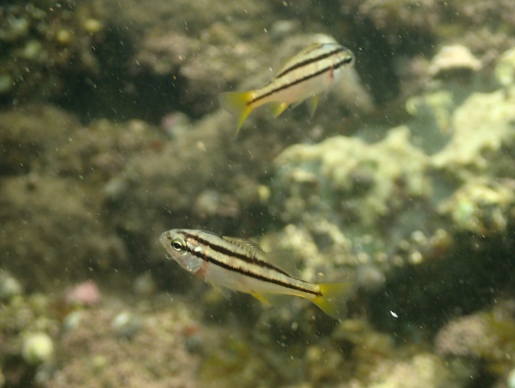 Xantic Sargo Anisotremus Davidsonii Marine Life Identification xantic-sargo-anisotremus-davidsonii-marine-life-identification