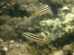 Sargo photo 4