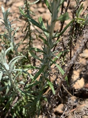 Helichrysum athrixiifolium