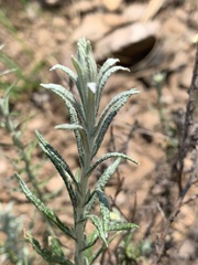 Helichrysum athrixiifolium