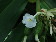 Alpinia arctiflora