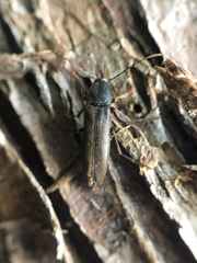 Melandryidae