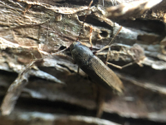 Melandryidae