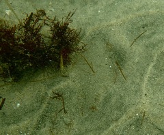 Citharichthys stigmaeus