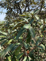 Englerophytum magalismontanum