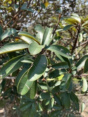 Englerophytum magalismontanum