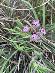 Asclepias stellifera