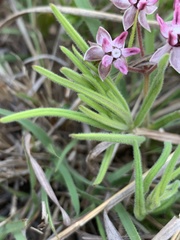 Asclepias stellifera