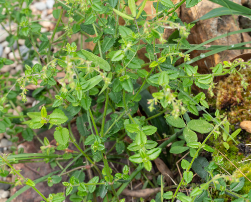 Gonocarpus teucrioides (Gonocarpus teucrioides)