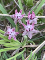 Asclepias stellifera