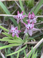 Asclepias stellifera