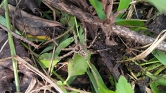 Heteropoda venatoria