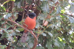 Heterophasia capistrata